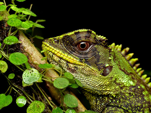 Alto Tambo woodlizard, Enyalioides altotambo
