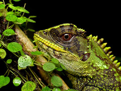 Enyalioides altotambo