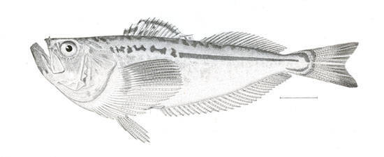 Trichodon