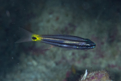 Cheilodipterus isostigma