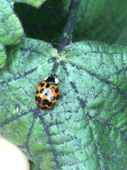 Harmonia axyridis