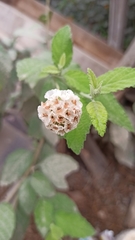 Magnoliopsida