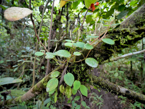 Peperomia ciliaris (Peperomia ciliaris)