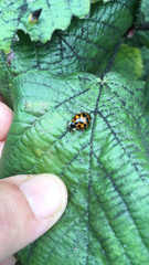 Harmonia axyridis