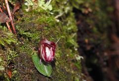 Corybas sinii