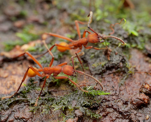 类甲游蚁Eciton lucanoides