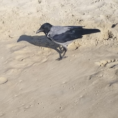 Corvus cornix