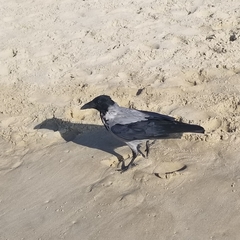 Corvus cornix