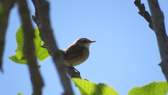 Acrocephalus melanopogon