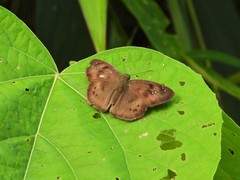 Coladenia agni