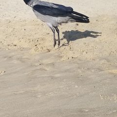 Corvus cornix