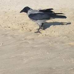 Corvus cornix