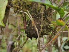 Cyphomyrmex cornutus