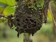 Cyphomyrmex cornutus