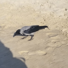 Corvus cornix