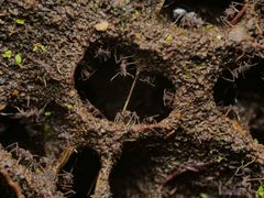 Cyphomyrmex cornutus