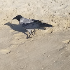 Corvus cornix