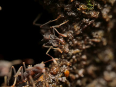 Cyphomyrmex cornutus