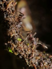 Cyphomyrmex cornutus