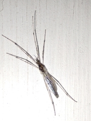 Tipulomorpha
