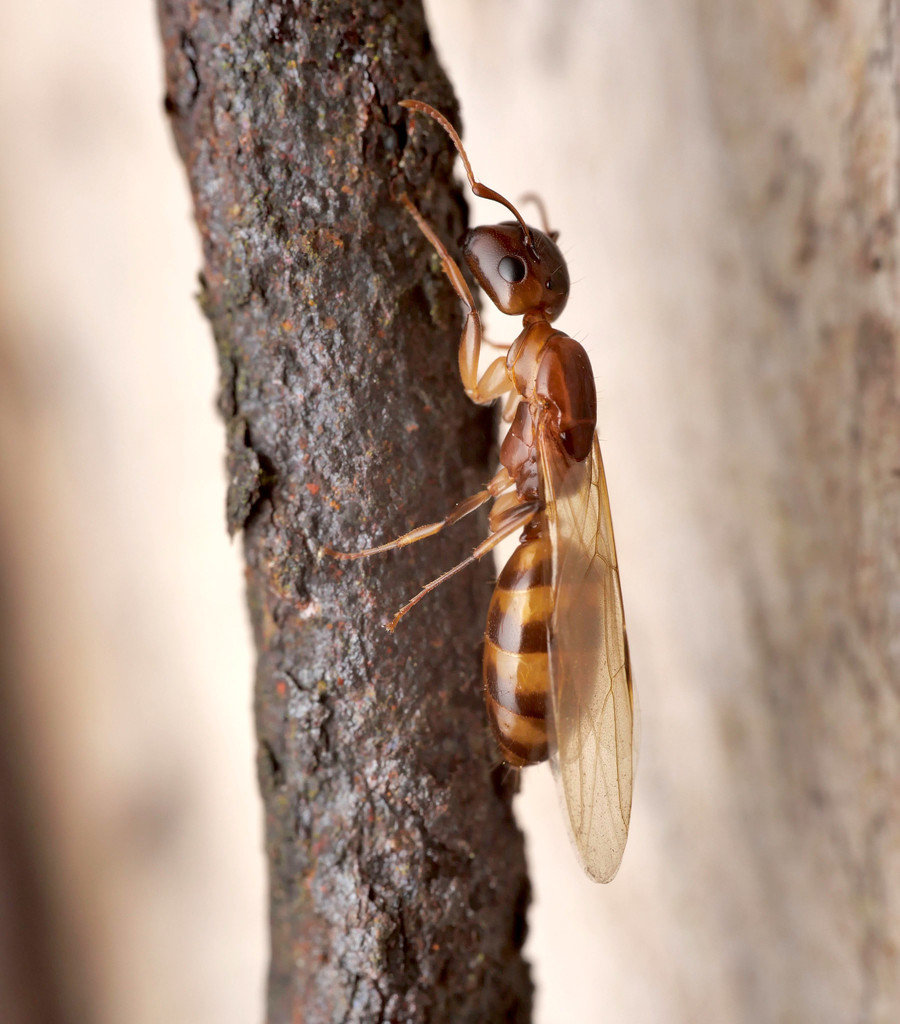 Pseudocolobopsis