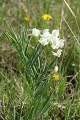 Lathyrus pannonicus
