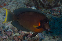Acanthurus pyroferus