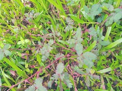 Mimosa pudica
