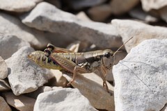 Podisma amedegnatoae