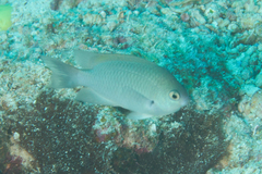 Pomacentrus callainus