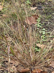 Panicum dichotomiflorum dichotomiflorum
