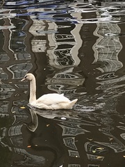Cygnus olor