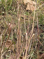 Panicum dichotomiflorum dichotomiflorum