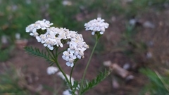 Achillea millefolium