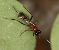 Goryphus