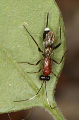 Goryphus