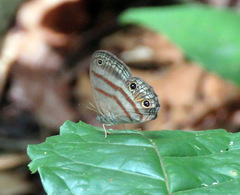 Cissia terrestris