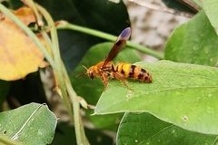 Phalerimeris madurensis