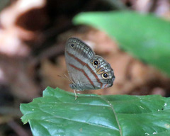 Cissia terrestris
