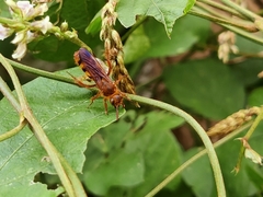 Phalerimeris madurensis