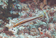 Hologymnosus doliatus