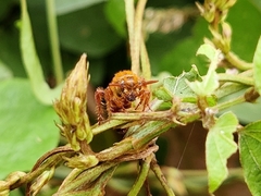 Phalerimeris madurensis