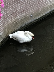 Cygnus olor