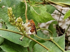 Phalerimeris madurensis