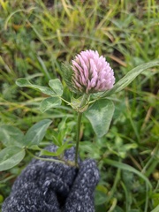 Trifolium pratense