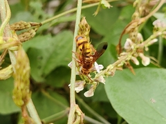 Phalerimeris madurensis