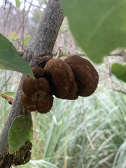 Ravenelia platensis