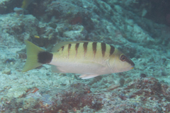 Lutjanus semicinctus