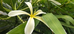 Plumeria