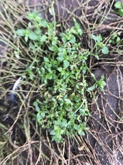 Polygonum aviculare